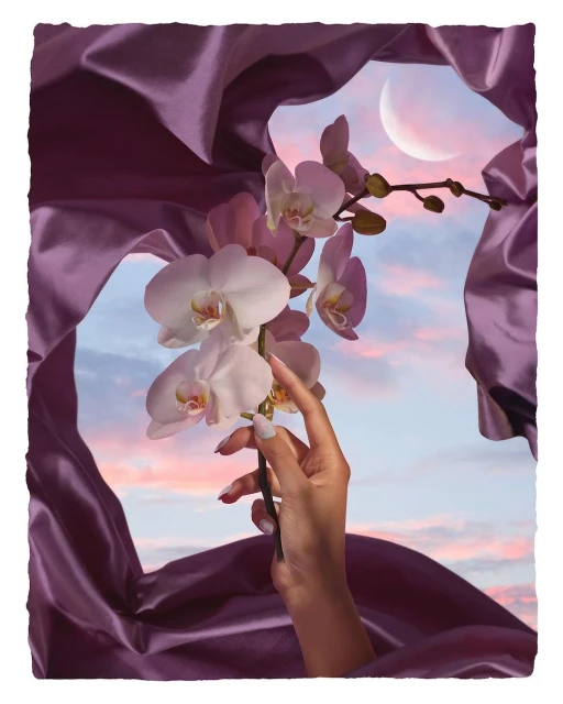 Elegant photo featuring an orchid stem held by a manicured hand, set against a sky backdrop and framed by draped purple fabric.