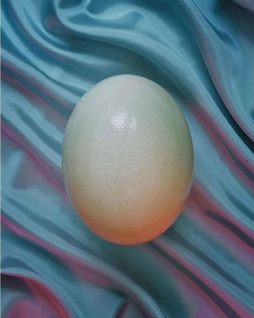 Isolated close-up studio shot of an ostrich egg with a smooth texture on rippled blue textile fabric in a studio with red lighting.