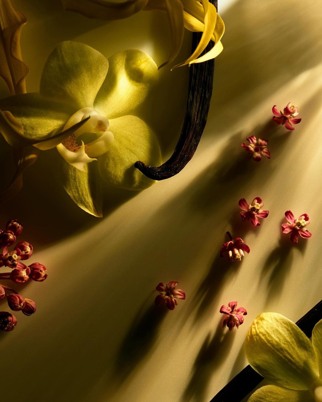 Close-up of yellow orchid blossoms, vanilla bean pods, and small red buds arranged on a cream-colored surface with diffused lighting and shadows.