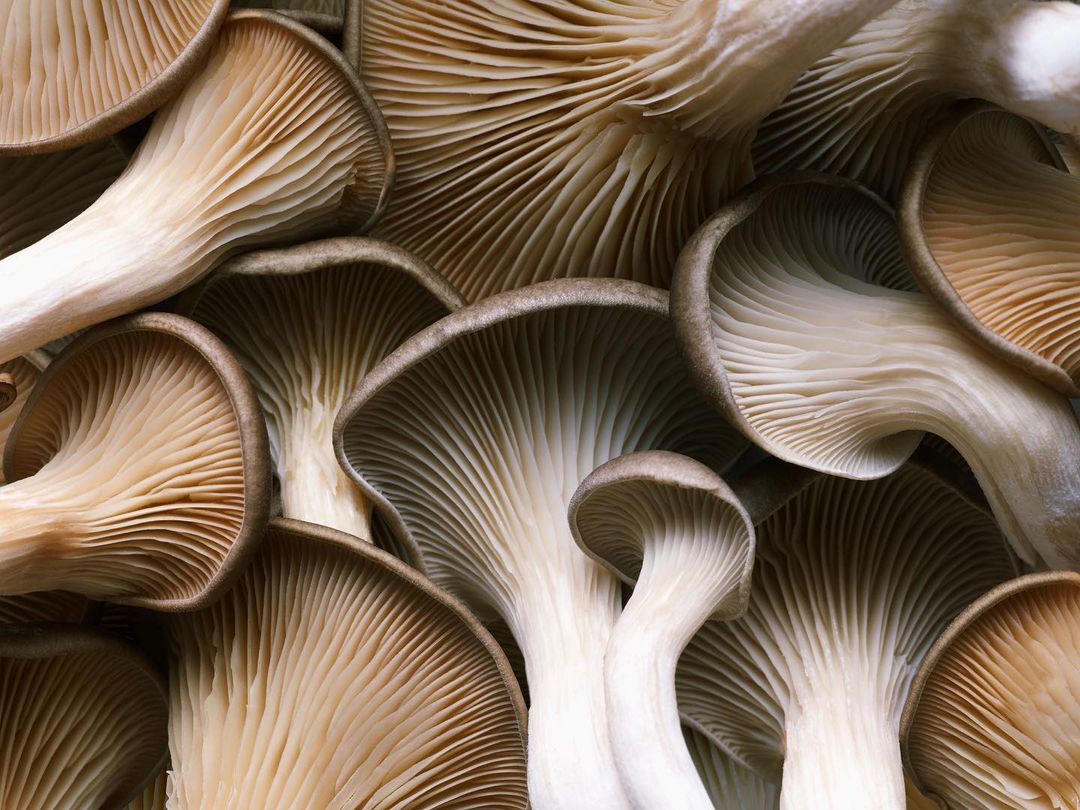 Close-up of fresh oyster mushrooms featuring layers of gills under cap, providing a detailed view of their texture and structure.