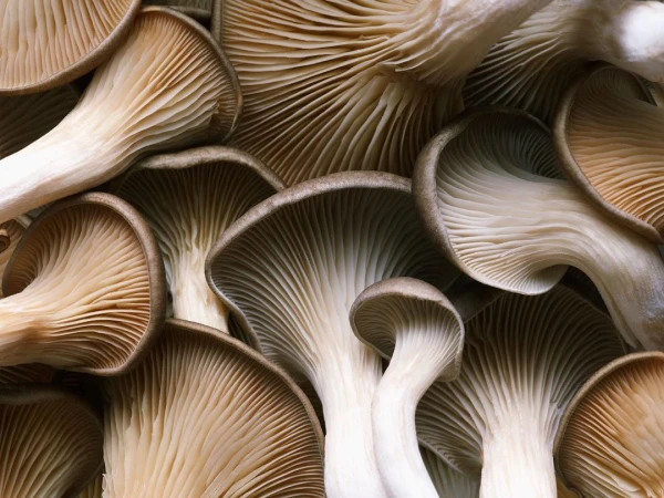 Close-up of fresh oyster mushrooms featuring layers of gills under cap, providing a detailed view of their texture and structure.