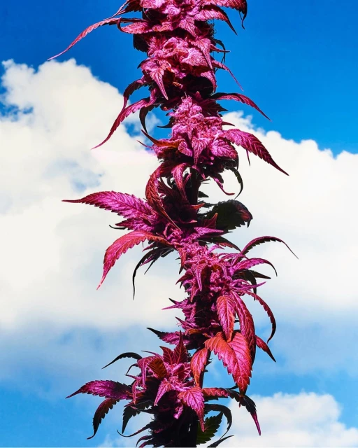 Upward view of a tall cannabis plant, its leaves and buds a vibrant magenta, against a vivid blue sky with scattered clouds.