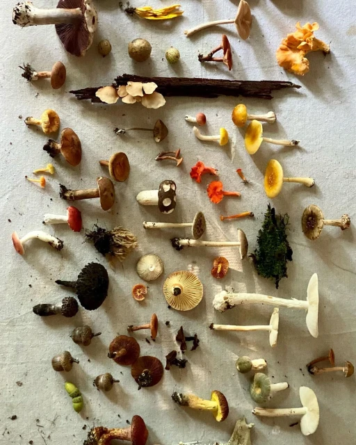 Overhead shot features a variety of colourful mushrooms spread across a light surface, showcasing different sizes, shapes, and colors.
