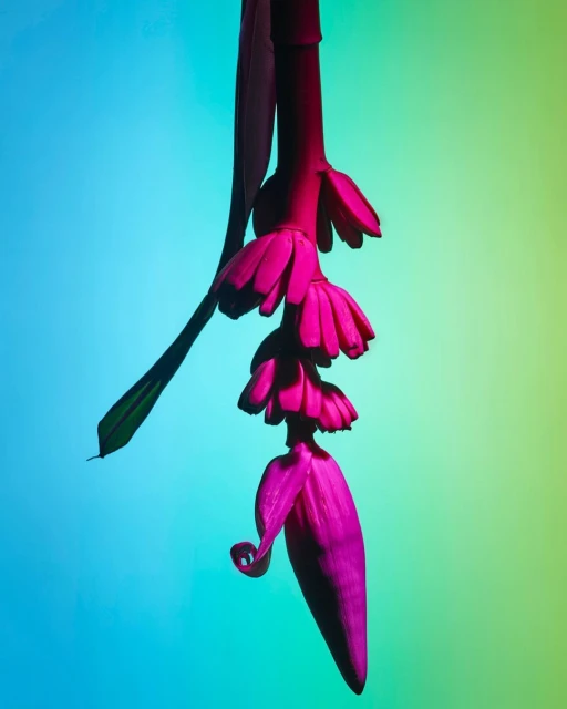 Striking, colorful photograph of a Heliconia flower bracts, the flower hangs downward with gradient blue-to-yellow backdrop.