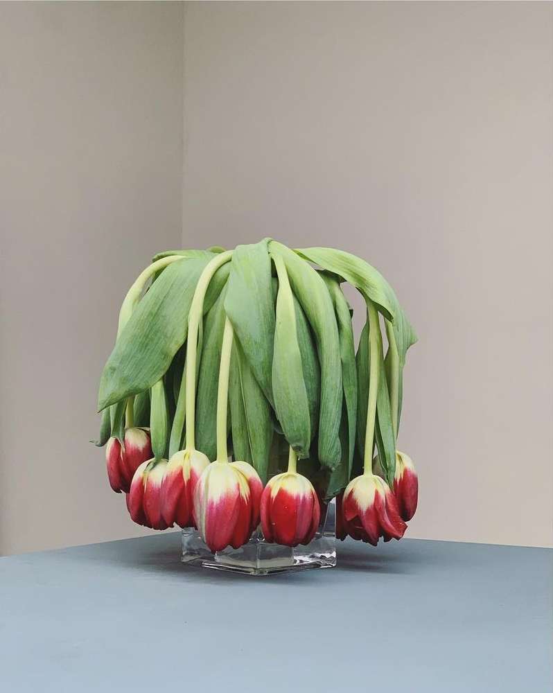 Wilting red and white tulips in a square glass vase, captured with indoor studio lighting against a grey and beige background.