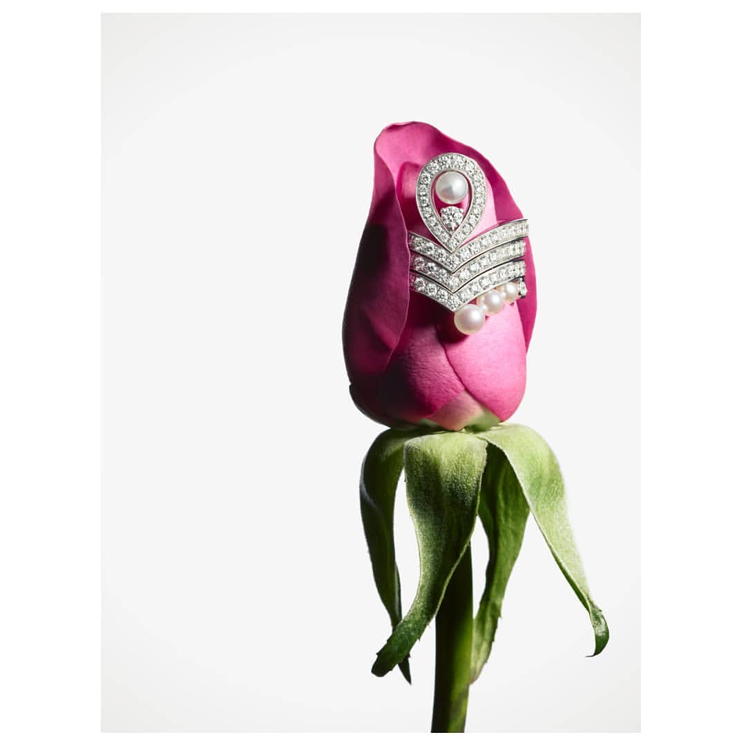 Close-up studio shot of a pink rose with an ornate diamond and pearl brooch, set against a clean white backdrop.
