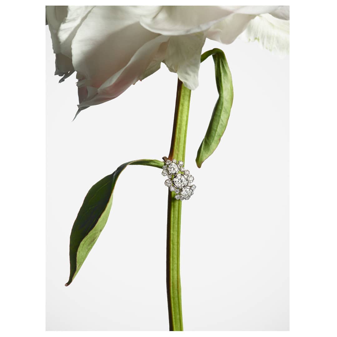 Close-up studio shot of a diamond ring placed on a flower stem with leaves, set against a clean white background, jewelry product shot.