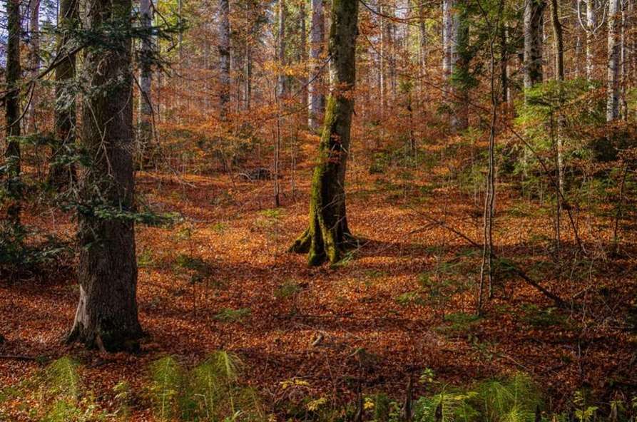 Sunlit forest floor covered in fallen leaves, tall trees with orange foliage creating an autumnal woodland scene.