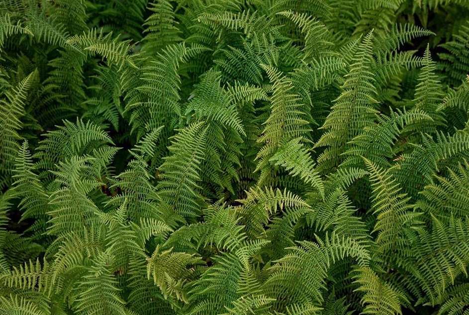 Lush green fern plants in a dense, full-frame composition, creating a textured natural background with vibrant colors and detailed leaf structures.