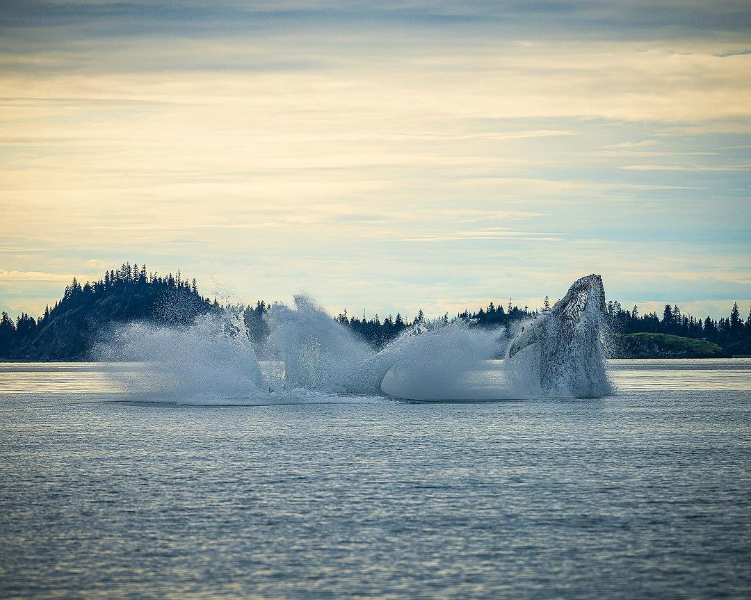 Two Humpback whales breaching in ocean water, creating splashing water. Backdrop of forested island and cloudy sky at dusk.