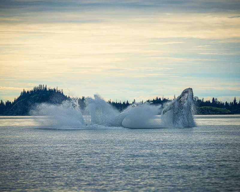 Two Humpback whales breaching in ocean water, creating splashing water. Backdrop of forested island and cloudy sky at dusk.