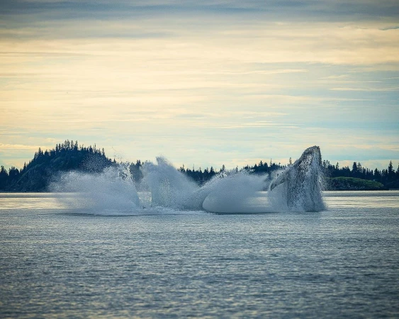 Two Humpback whales breaching in ocean water, creating splashing water. Backdrop of forested island and cloudy sky at dusk.