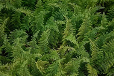 Dense cluster of vibrant green fern fronds creating a lush natural pattern