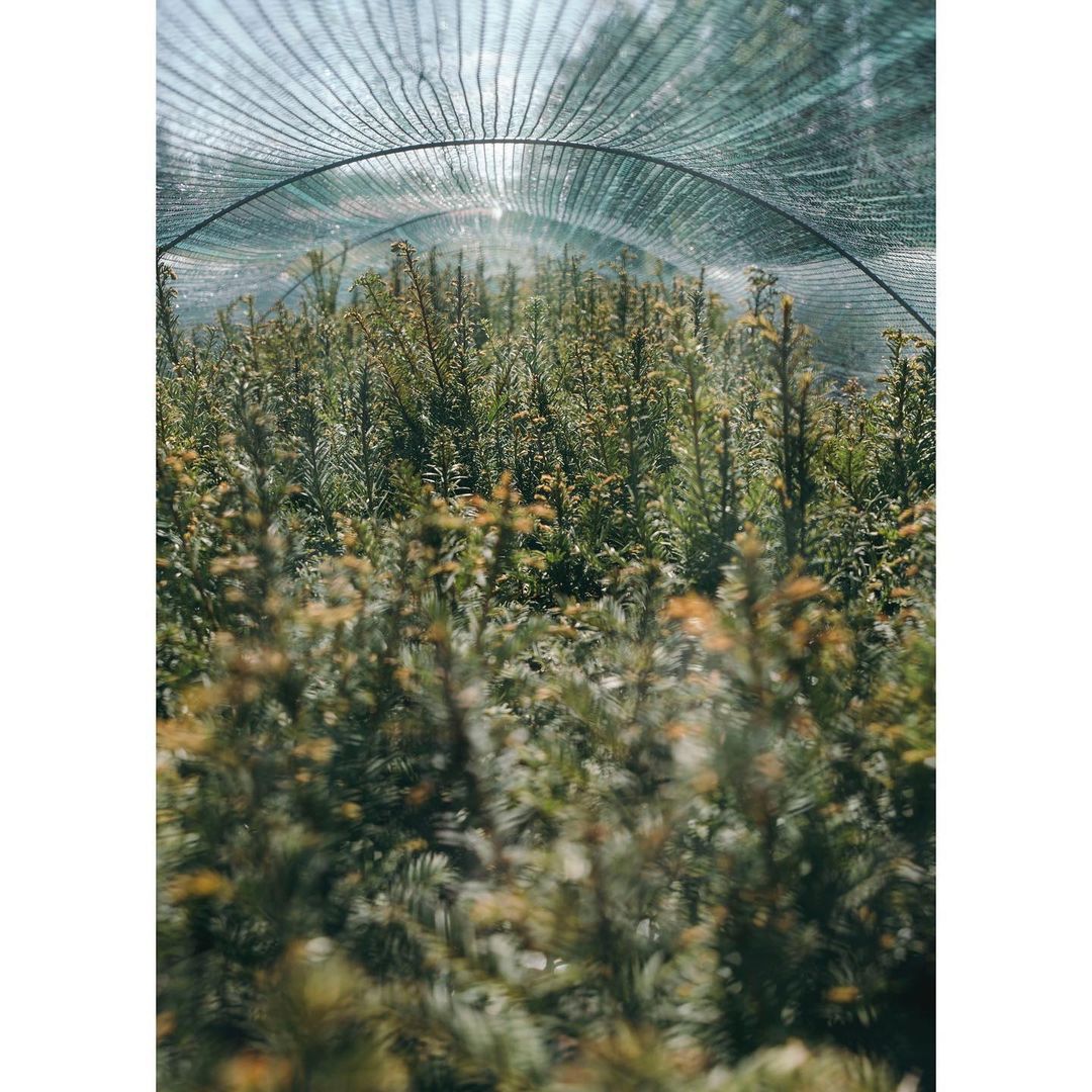 A field of lush, green shrubs thrives under a protective net canopy, bathed in natural sunlight, creating a tranquil agricultural scene.