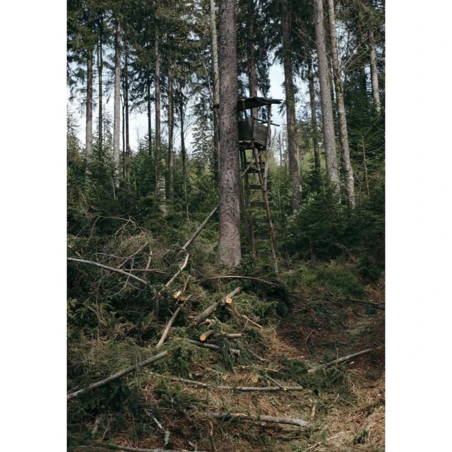 Elevated hunting blind nestled among tall trees in a forest setting, showcasing the wooden structure and dense woodland.