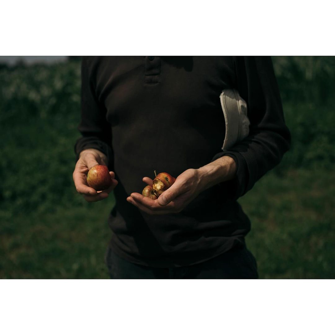 Adult male holding a handful of damaged apples outdoors in a yard with green grass and dark, overcast lighting, mid-shot view.