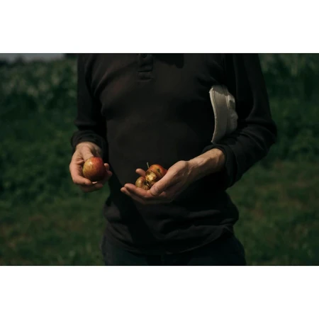 Adult male holding a handful of damaged apples outdoors in a yard with green grass and dark, overcast lighting, mid-shot view.