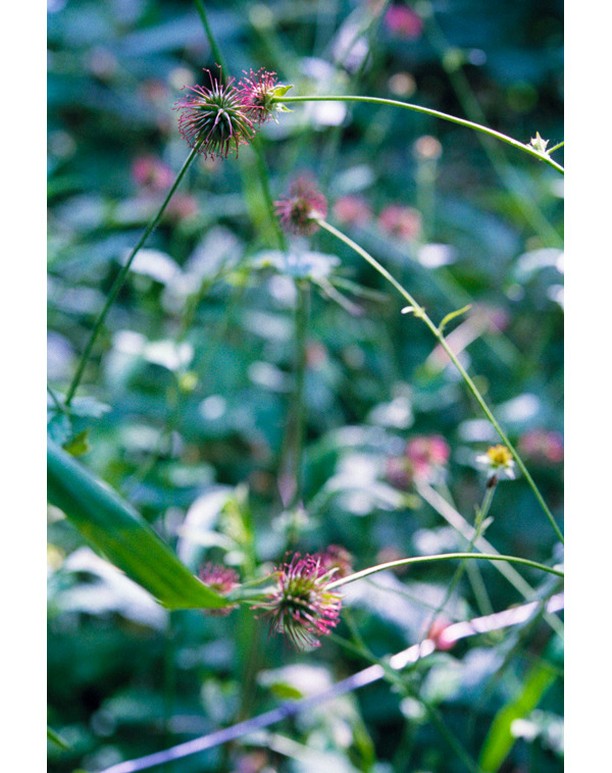 Botanical photograph of thistle-like plants with green leaves, stems, and pink flowers in an outdoor garden setting.