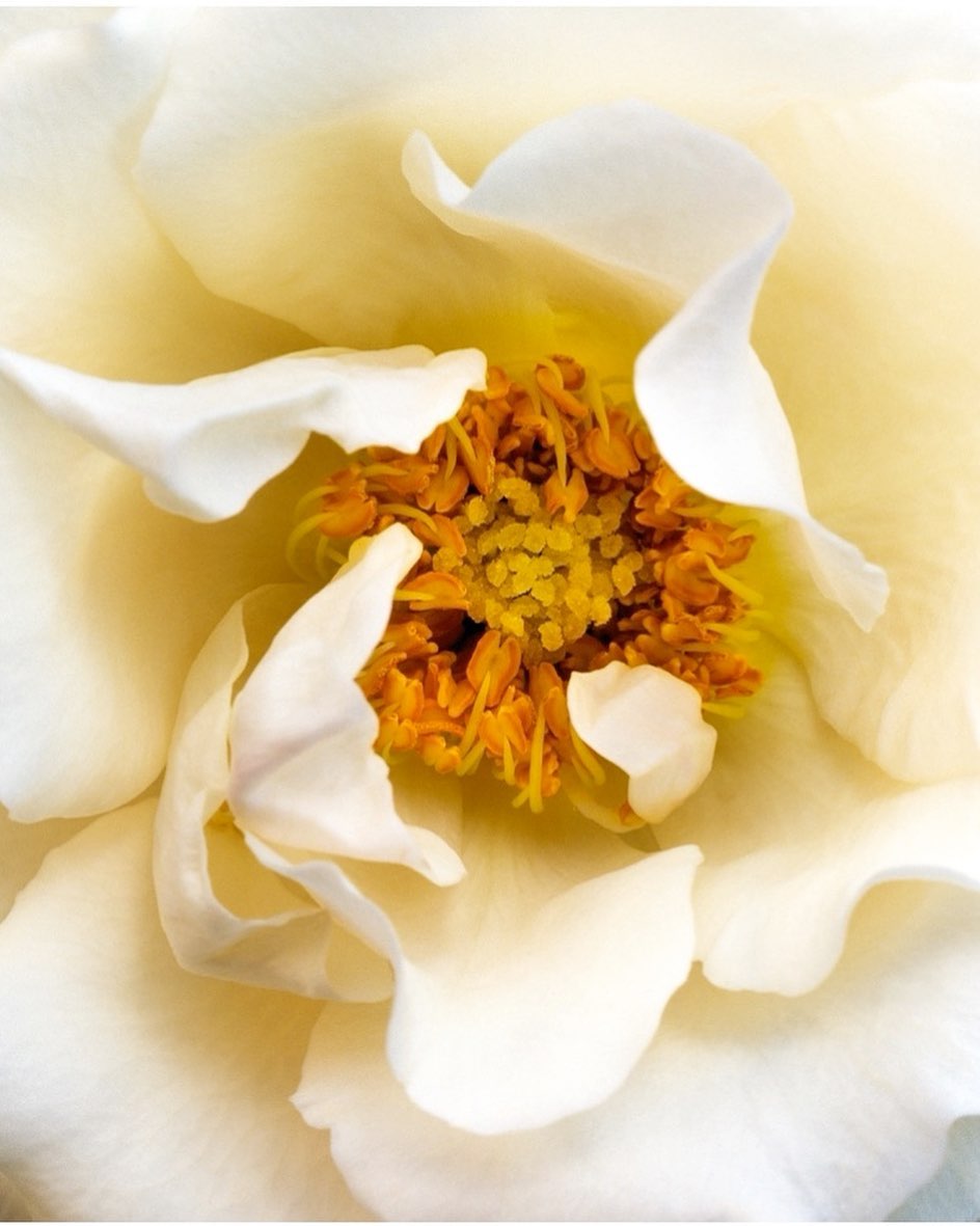 Macro photograph showcases a white rose with a soft, light yellow hue, and a center filled with vibrant yellow and orange stamens.