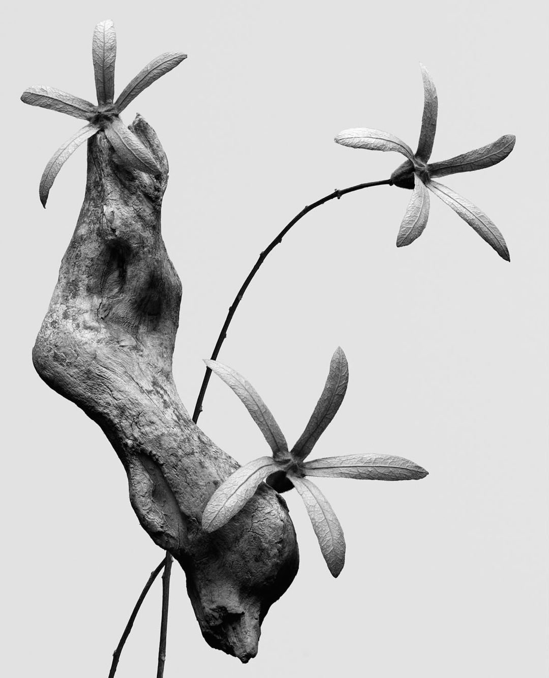 Monochrome botanical still life featuring a textured branch adorned with three star-shaped flowers against a bright, neutral background.