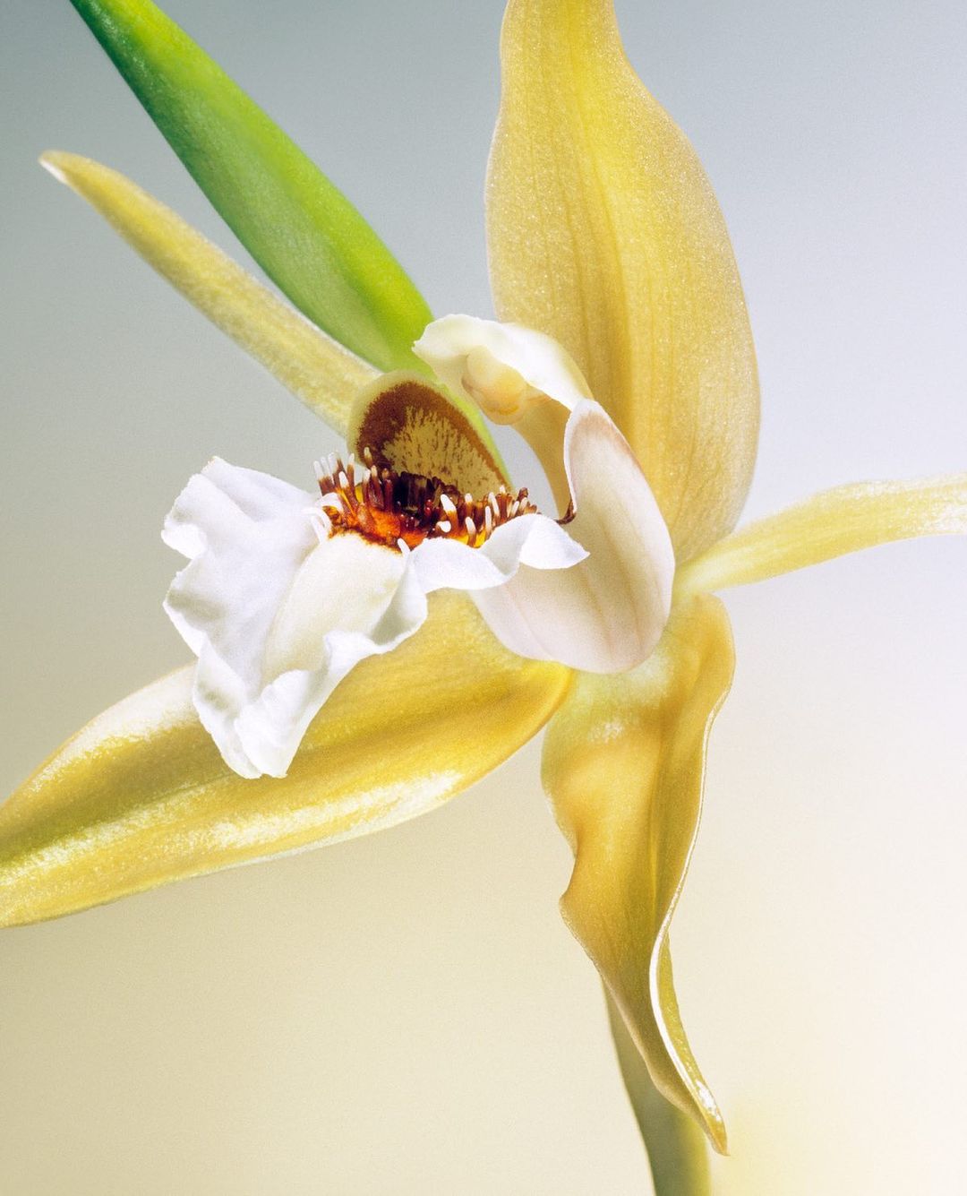 Close-up photo showcases the elegant beauty of a cymbidium orchid flower with light yellow petals and a white ruffled lip.