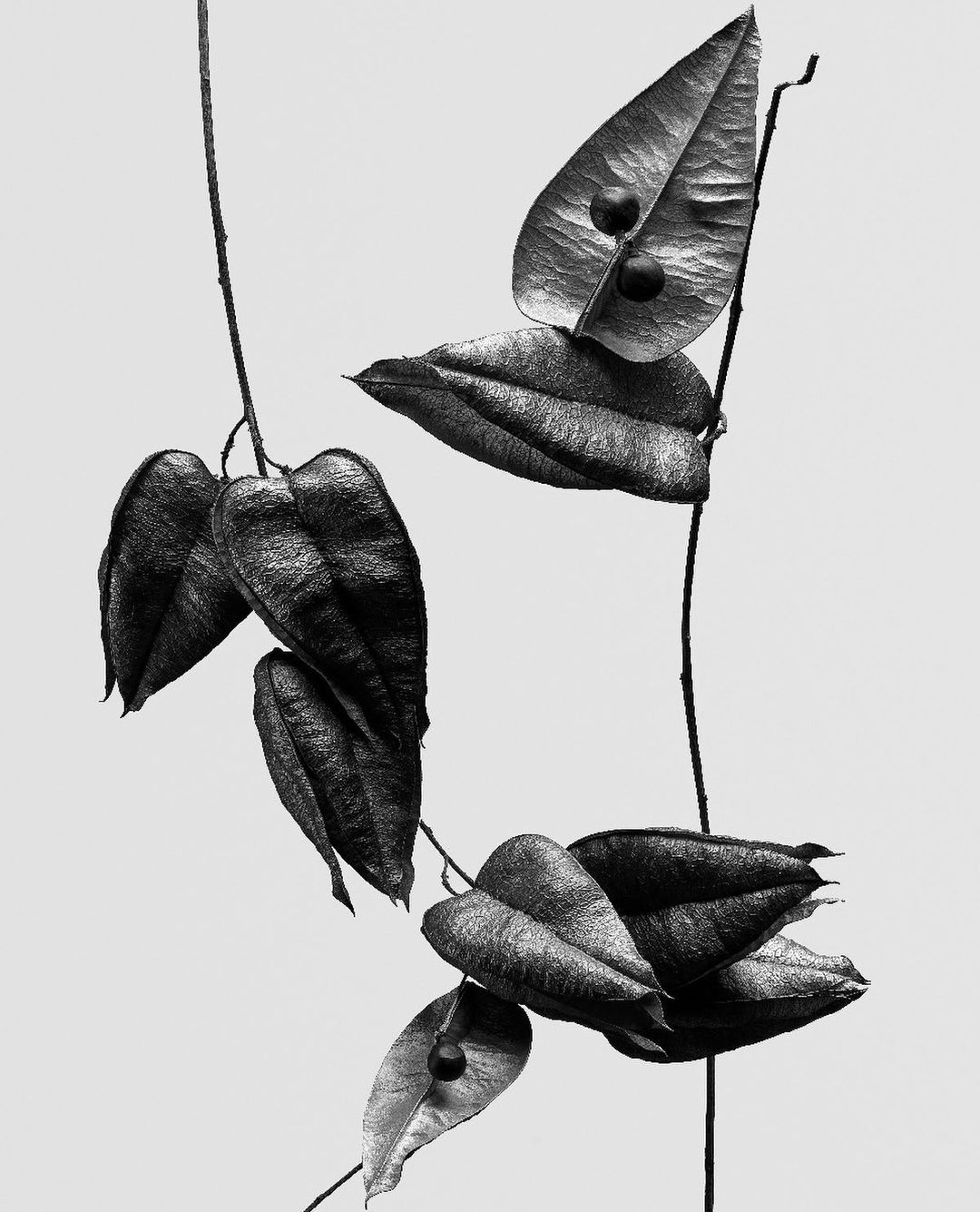 Black and white image of dried leaves and seed pods on vines against a light background, showcasing botanical detail and natural textures.