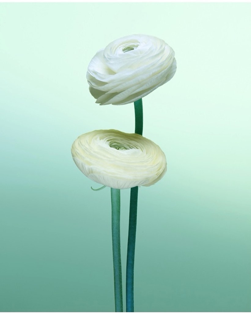 Two white ranunculus flowers with green stems are isolated on a light green gradient background in a soft, minimalist composition.