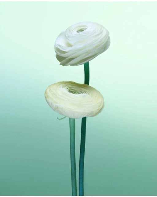 Two white ranunculus flowers with green stems are isolated on a light green gradient background in a soft, minimalist composition.
