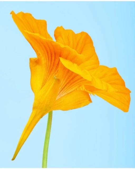 Close-up studio shot of a vibrant orange nasturtium flower against a light blue background, showcasing its detailed petal structure.