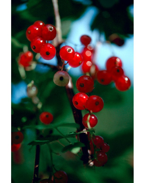 A close-up view of a cluster of bright red currants on a branch with green leaves, showcasing the fruit's vibrant color and texture.