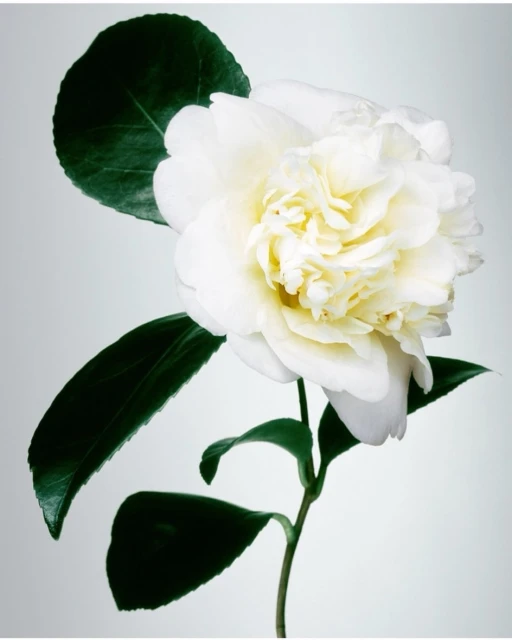 Close-up studio shot of a pristine white camellia flower with vibrant green leaves, showcasing delicate petal texture and form.