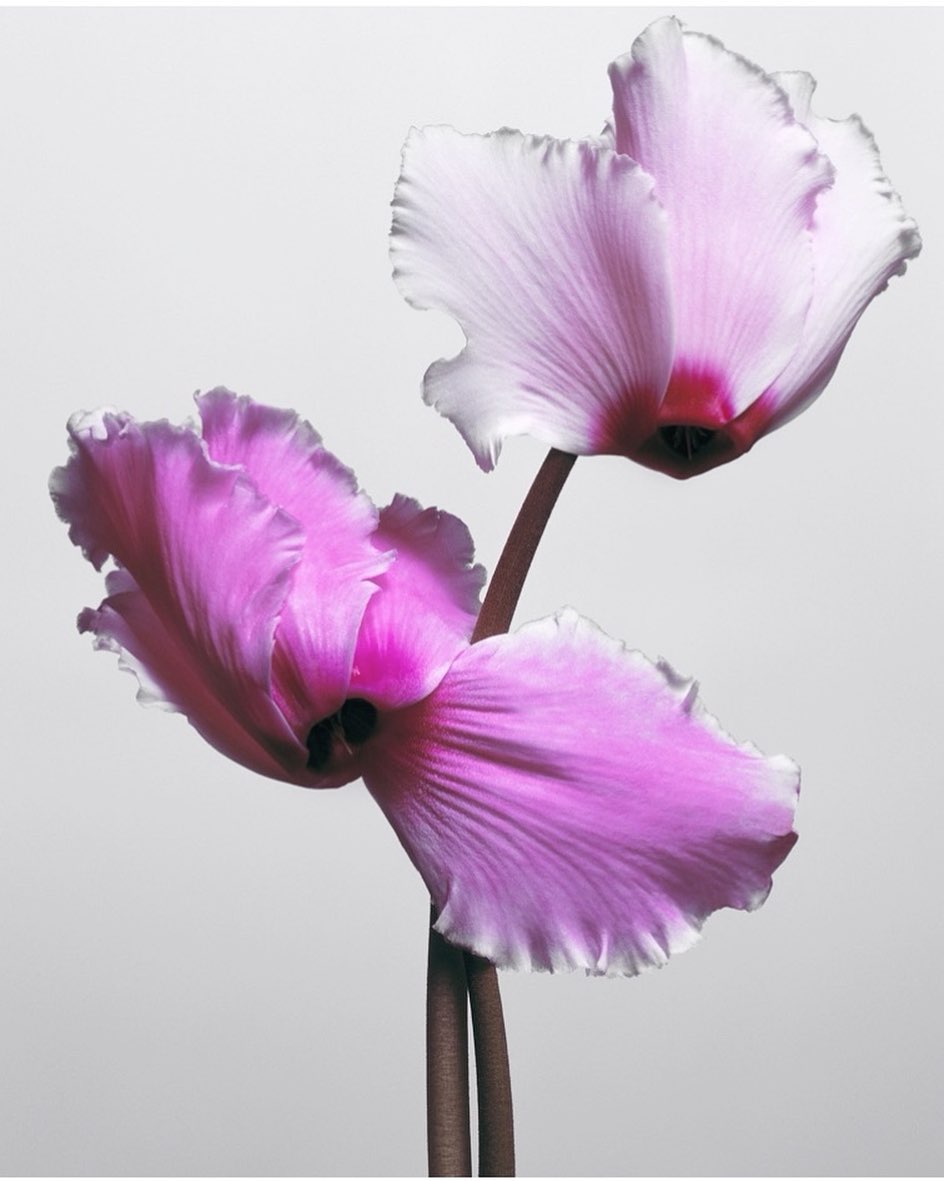 Close-up studio shot of two pink cyclamen flowers with white edges on dark brown stems set against a pale gray background.