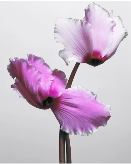 Close-up studio shot of two pink cyclamen flowers with white edges on dark brown stems set against a pale gray background.