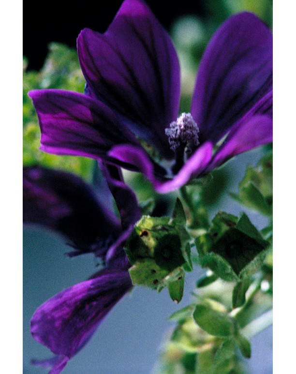 Close-up of a purple flower in bloom, highlighting its delicate petals and structure, surrounded by green foliage and a blurred background.
