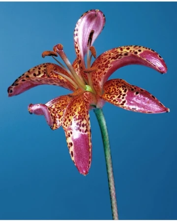 Striking close-up photo of a leopard lily (Lilium pardalinum) with spotted petals in shades of orange, pink, and brown against blue.