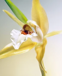 Close-up botanical photography of a yellow and white orchid flower against a soft gradient background by Matthieu Gadoin