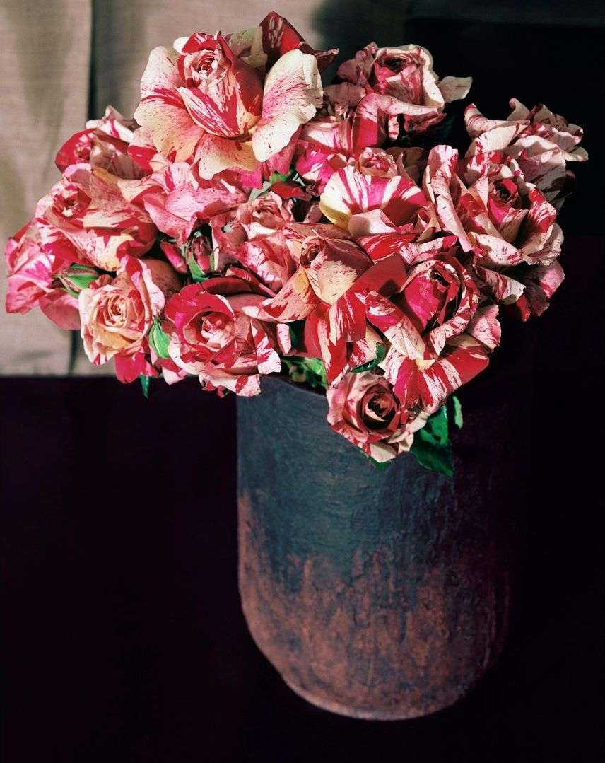 Striking photograph of a vase overflowing with red and white striped roses, set against a deep, dark background with neutral curtains.