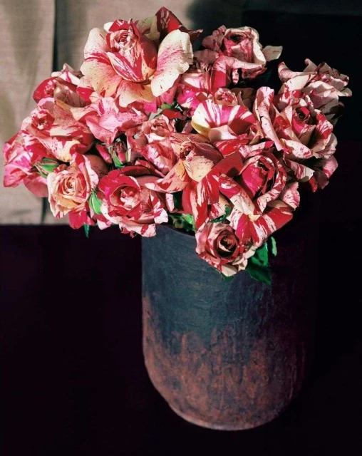 Striking photograph of a vase overflowing with red and white striped roses, set against a deep, dark background with neutral curtains.