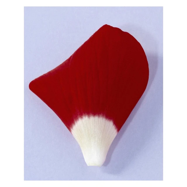 Macro shot of a single red and white flower petal, showcasing its texture and color gradient against a light background.