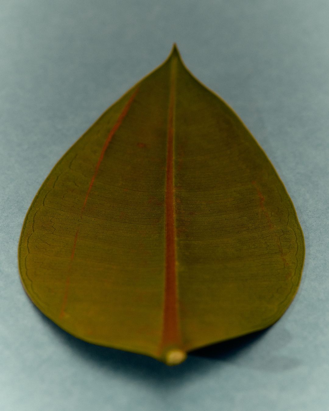 Close-up studio shot of a rubber plant leaf featuring green and brown tones, with reddish-brown veins and a smooth, waxy texture.