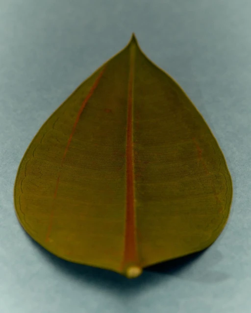 Close-up studio shot of a rubber plant leaf featuring green and brown tones, with reddish-brown veins and a smooth, waxy texture.