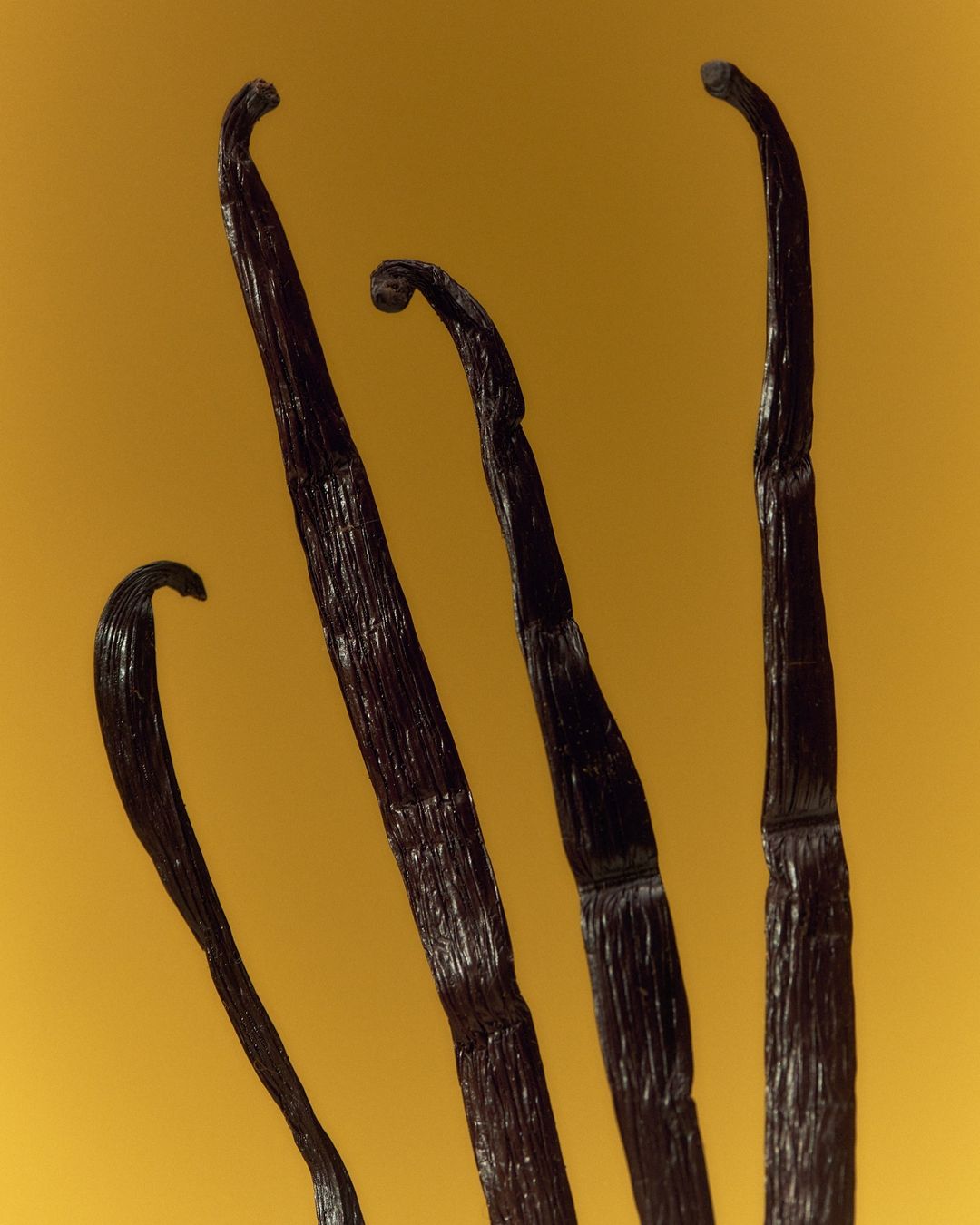 Close-up studio shot of four dark brown vanilla beans against a solid yellow background, emphasizing their texture and curved shapes.