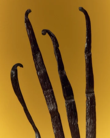 Close-up studio shot of four dark brown vanilla beans against a solid yellow background, emphasizing their texture and curved shapes.