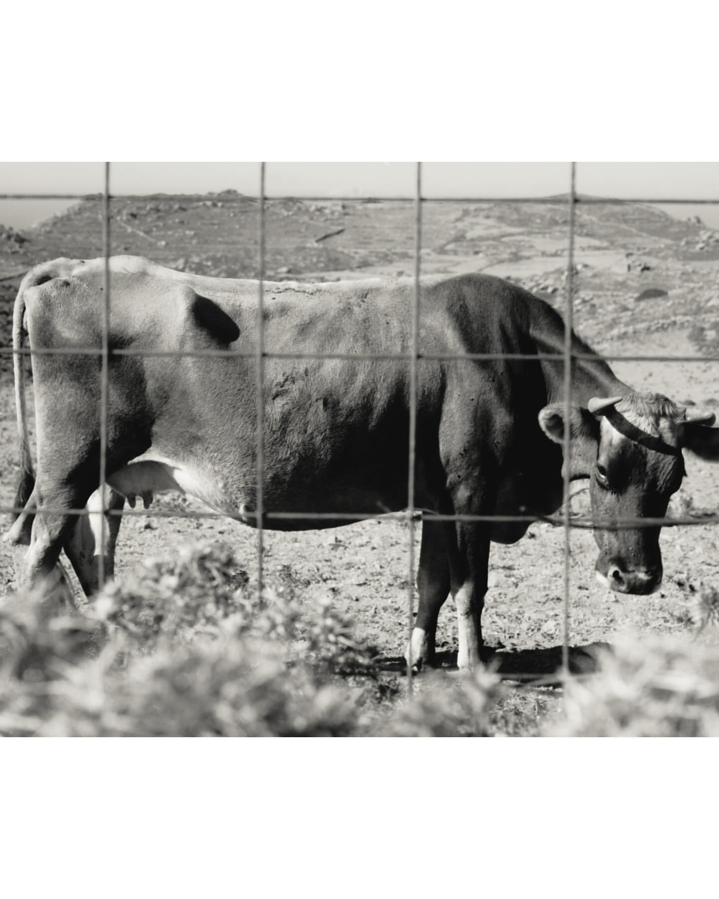 Black and white image of a brown cow standing in a field behind a wire fence, with hills and vegetation visible in the background.