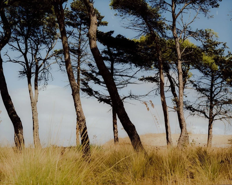 Forest landscape featuring a group of tall trees with green leaves and brown trunks, set against a bright blue sky with few clouds.