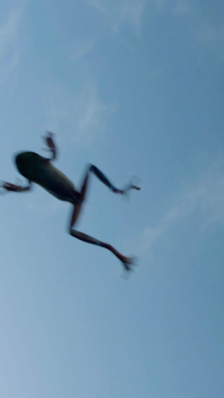Low-angle shot of a frog mid-air against a clear blue sky, capturing its jump with a slight motion blur.