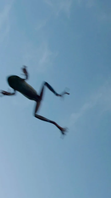 Low-angle shot of a frog mid-air against a clear blue sky, capturing its jump with a slight motion blur.