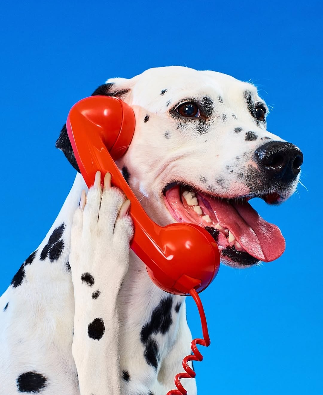 Dalmatian dog with red telephone receiver against bright blue background. Spotted canine in studio shot; playful and humorous animal theme.