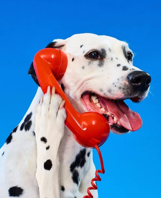 Dalmatian dog with red telephone receiver against bright blue background. Spotted canine in studio shot; playful and humorous animal theme.