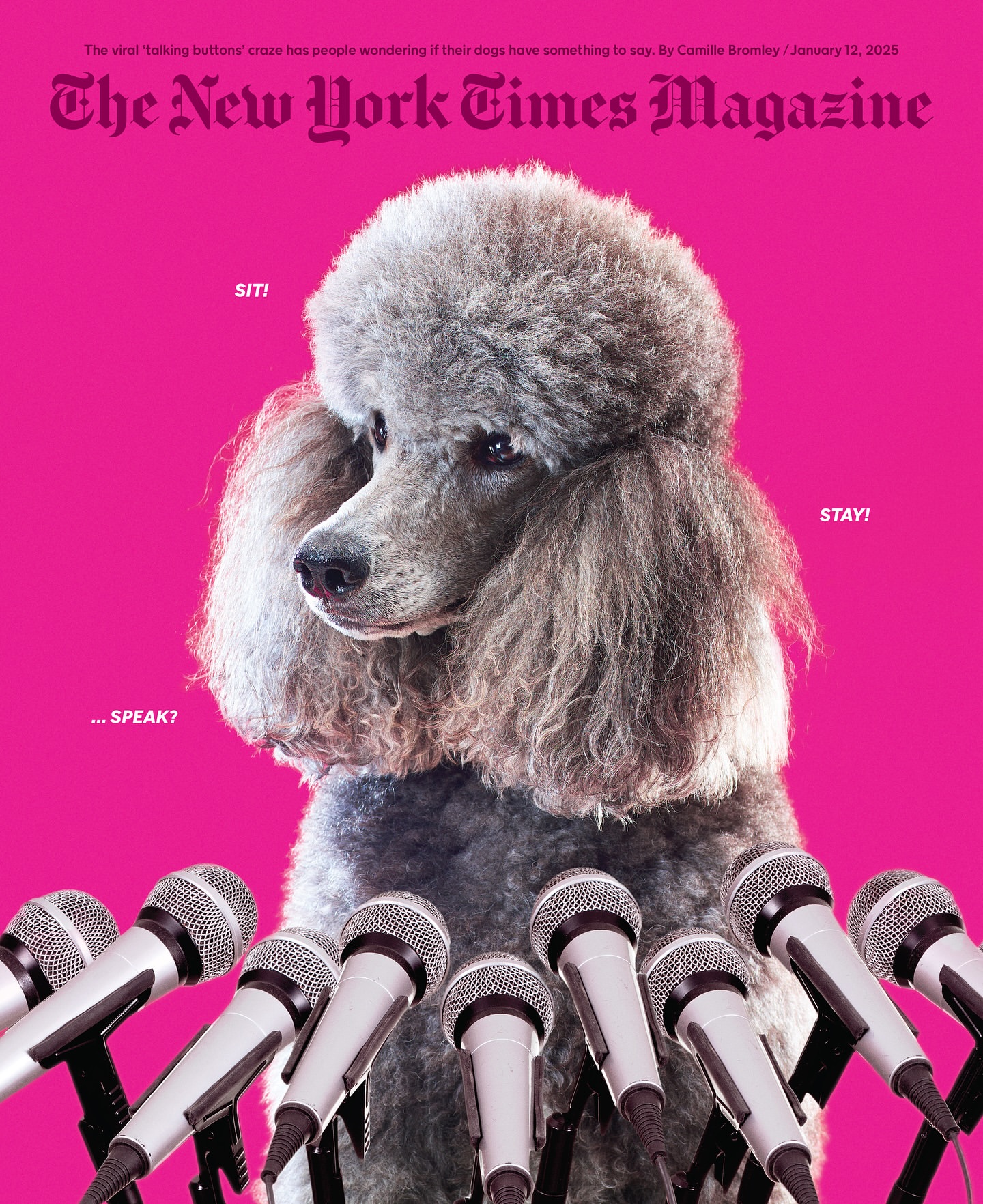Silver standard poodle dog with microphones against pink background. The New York Times Magazine cover. Dog show, canine pet, press conference.
